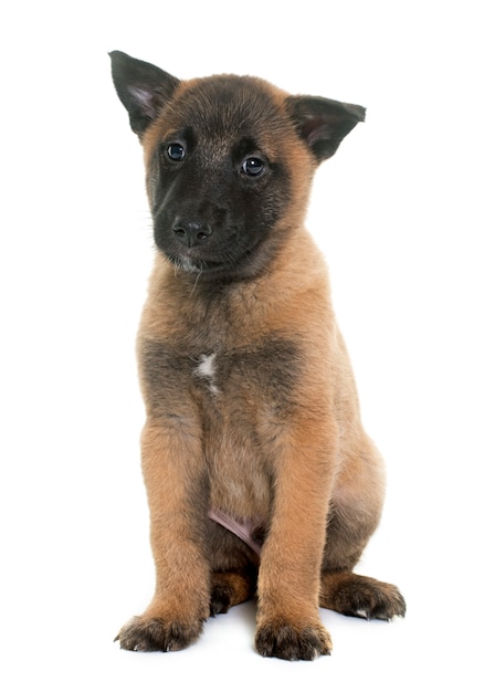 子犬ベルギー羊飼いマリノア