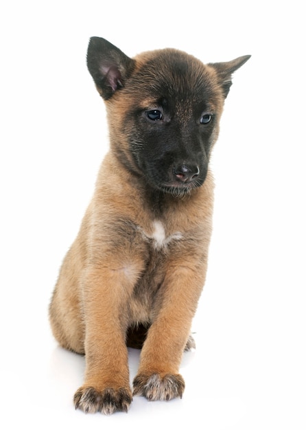 子犬ベルギー羊飼いマリノア