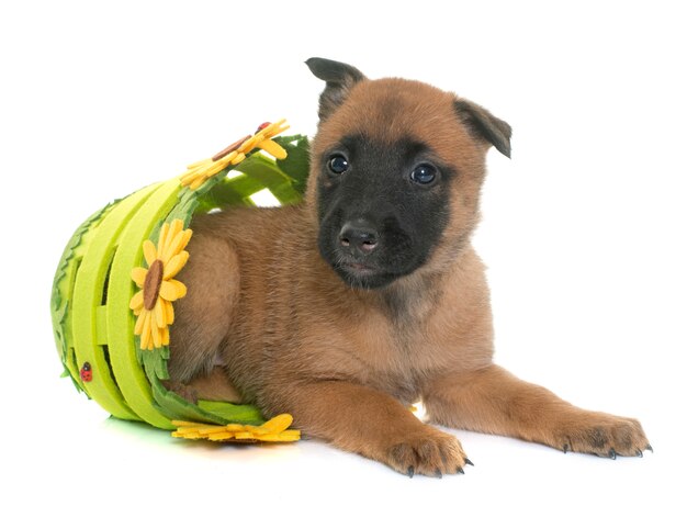 子犬ベルギー羊飼いマリノア