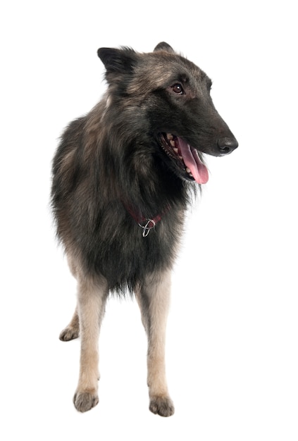 Puppy Belgian Tervuren with 2 years old. Dog portrait isolated