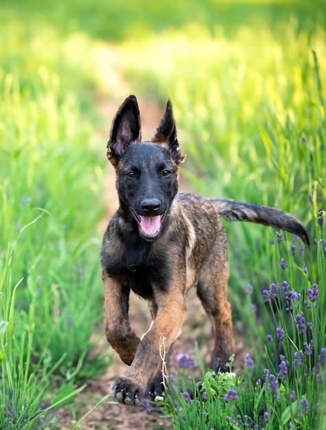 puppy Belgische herder in de natuur