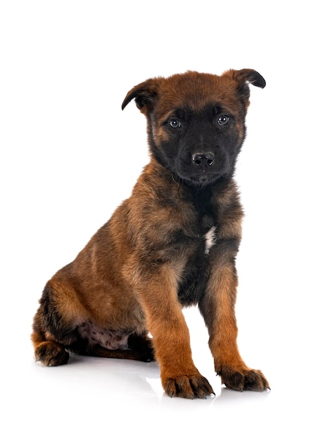 Puppy belgische herder voor witte achtergrond