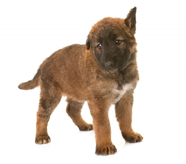 Puppy belgische herdershond laekenois