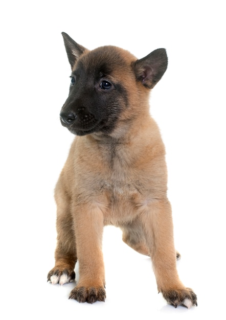 puppy belgische herdershond Mechelaar