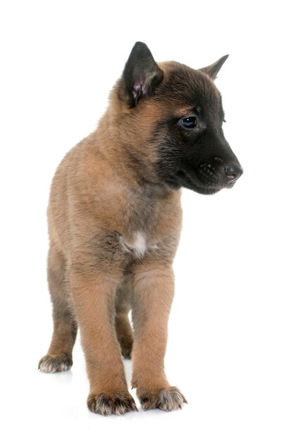 puppy belgische herdershond Mechelaar