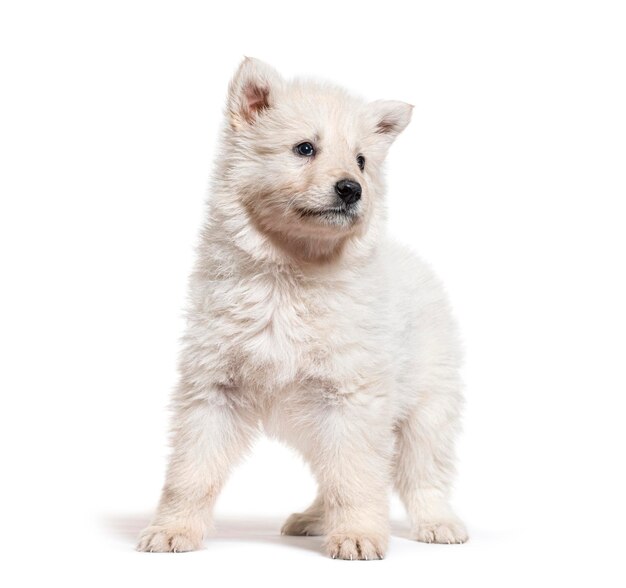 Puppy Berger Blanc Suisse geïsoleerd op wit