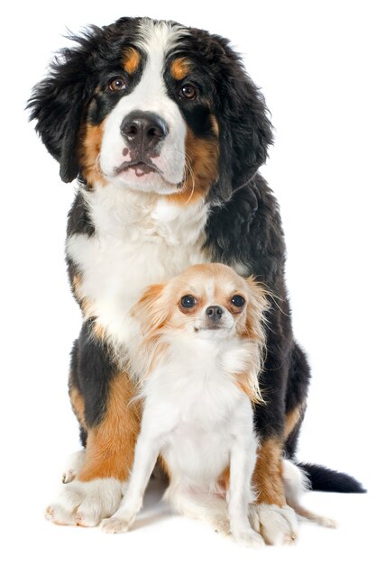 Puppy berner en chihuahua op wit