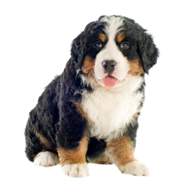 Puppy Berner moutain hond