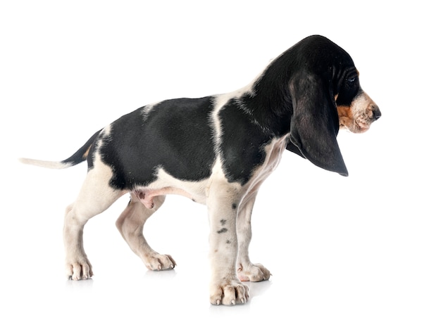 Puppy Berner Schweizer Laufhund