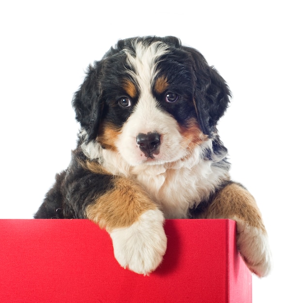 Puppy berner sennenhond in een doos