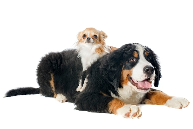 Photo puppy bernese and chihuahua on white