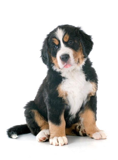 Puppy bernese moutain hond