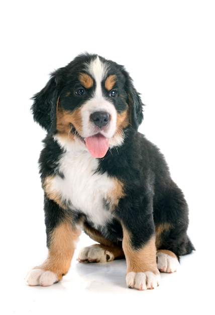 puppy bernese moutain hond