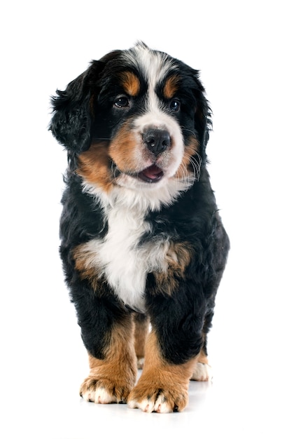 puppy bernese moutain hond