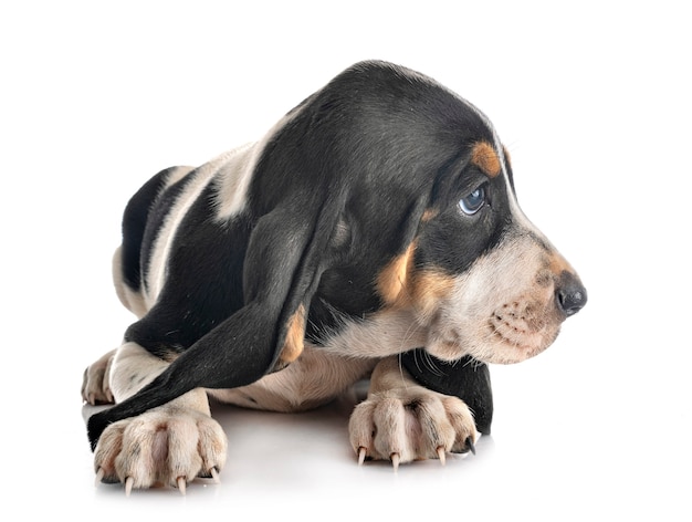 Puppy bernese Schweizer Laufhund in front of white background