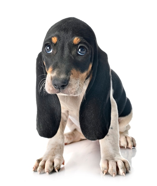 Puppy bernese Schweizer Laufhund in front of white background