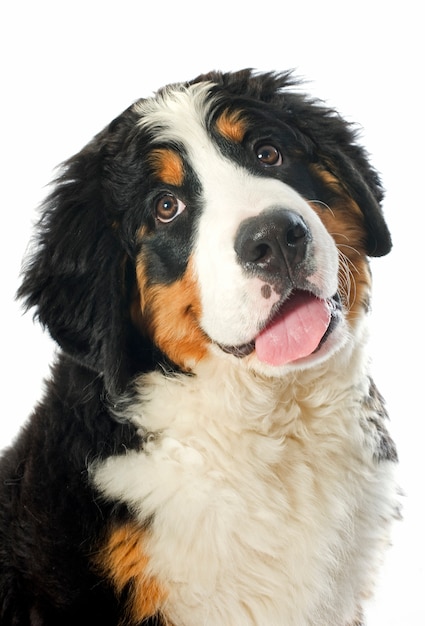 Cucciolo bernese su bianco