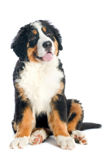 Puppy bernese on white