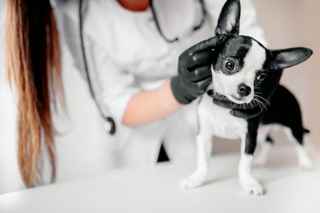 Puppy bij de dierenarts, dierenkliniek