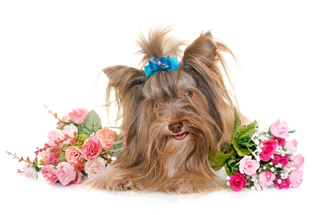 puppy biro yorkshire terrier