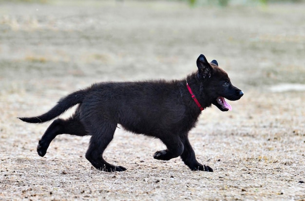 犬犬の黒いドイツ・シェパードが自然の中で走っている