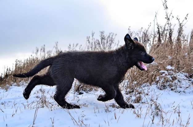 puppy black german shepherd running in the nature