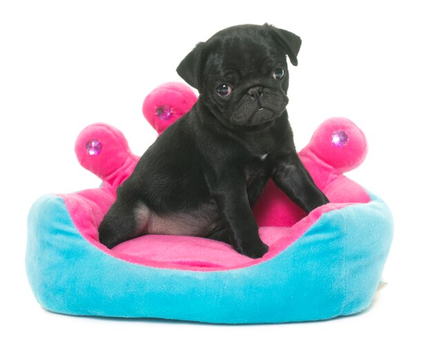 puppy black pug