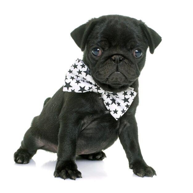 puppy black pug