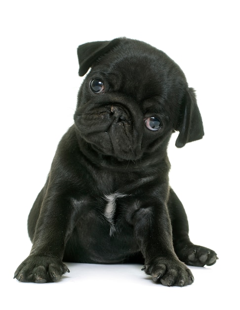 puppy black pug