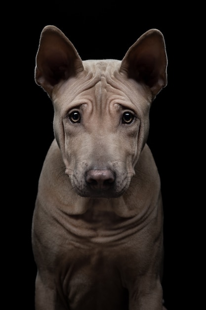 Foto cucciolo nero in studio