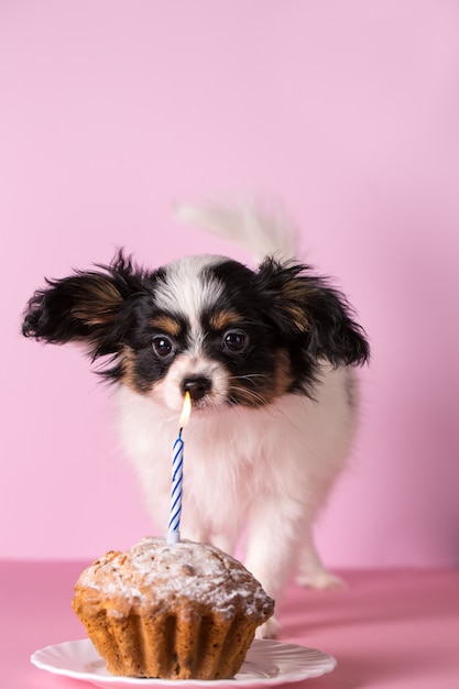 子犬がろうそくを吹き