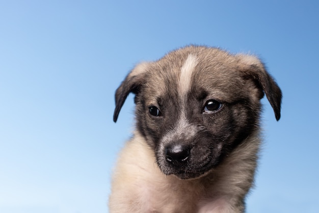 Puppy on a blue background against the sky.