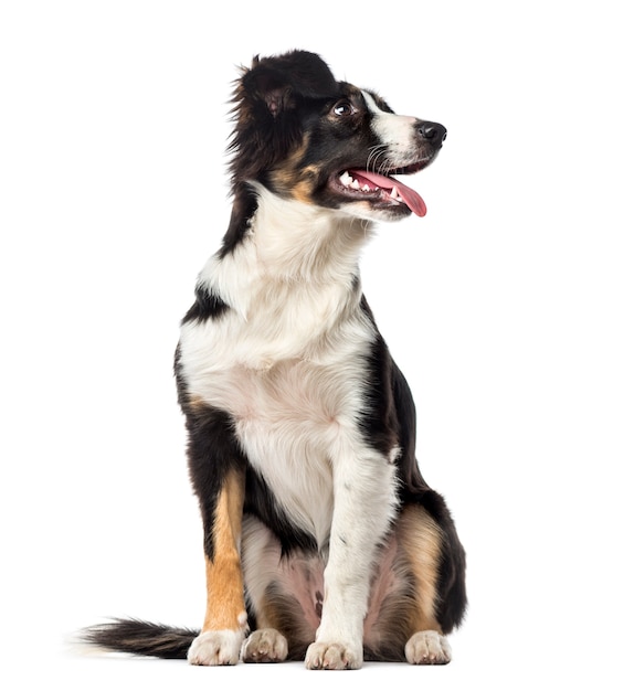 Puppy Border Collie hijgen, geïsoleerd op wit