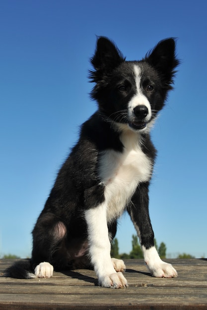 子犬ボーダーコリー