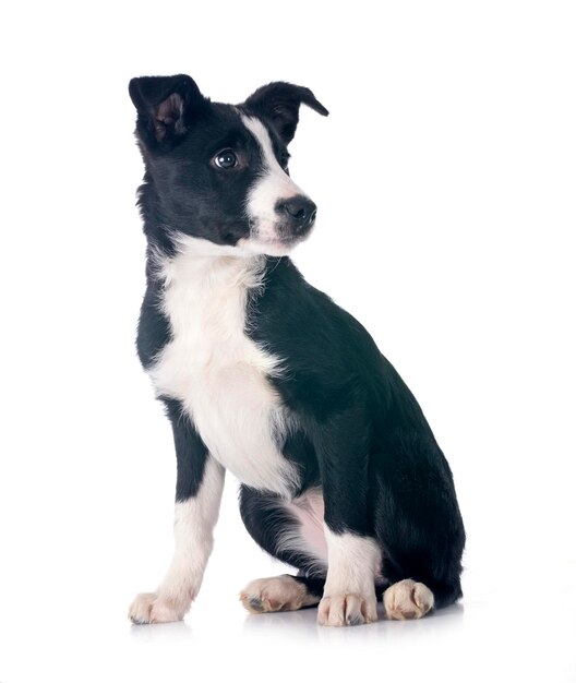 puppy border collie