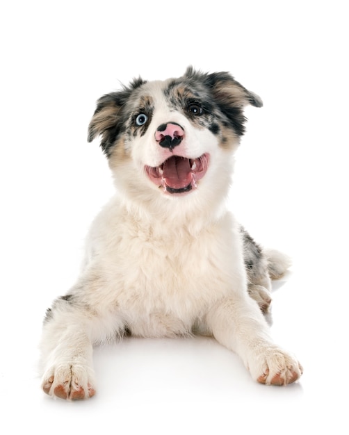 Puppy border collie