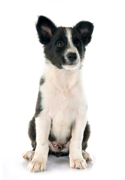 puppy border collie