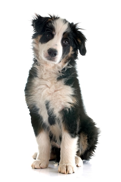 ボーダーコリー犬の子犬