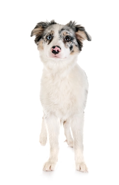 puppy border collie