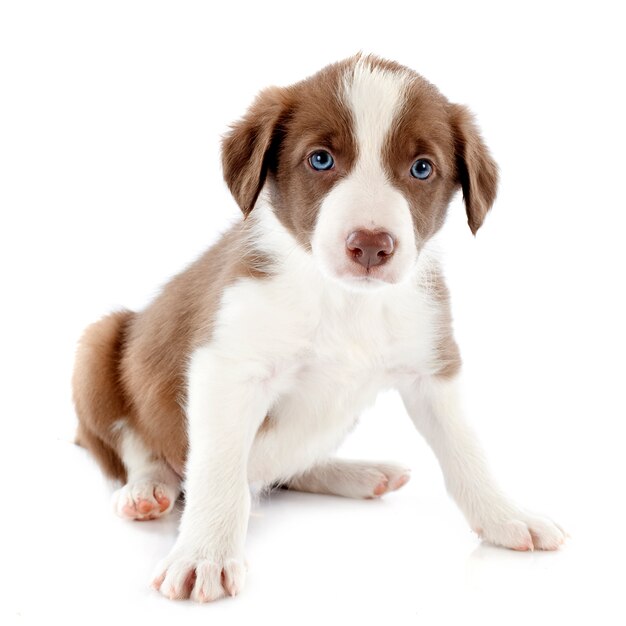 Puppy Bordercollie