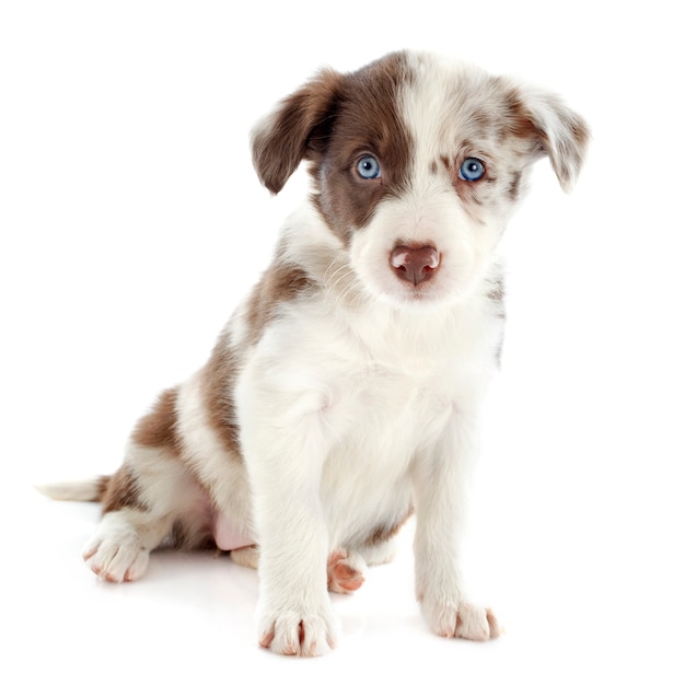 Puppy Bordercollie