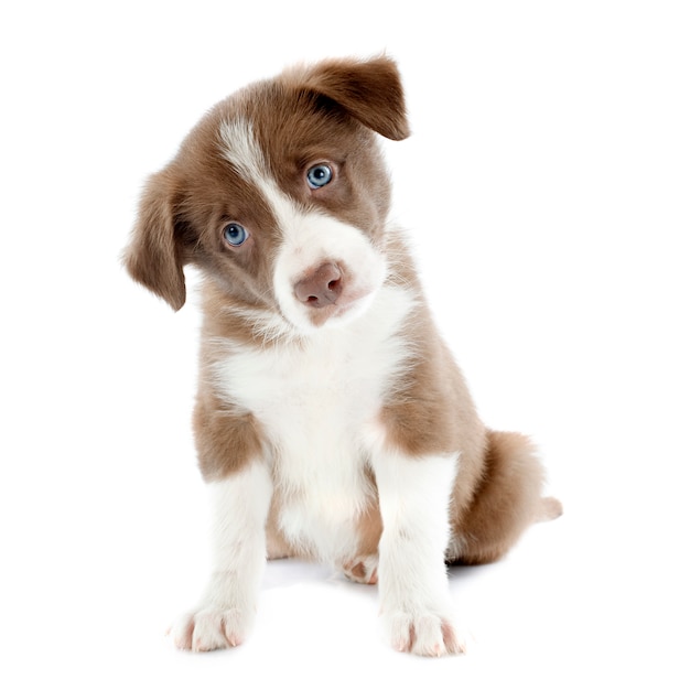 Puppy bordercollie