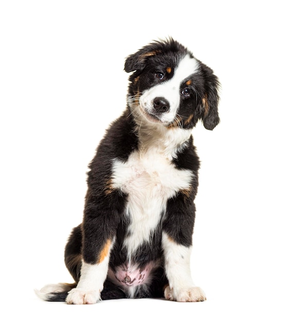 Cucciolo di cane bordernese di razza mista border collie e bovaro del bernese di tre mesi