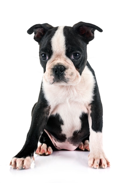 puppy boston terrier