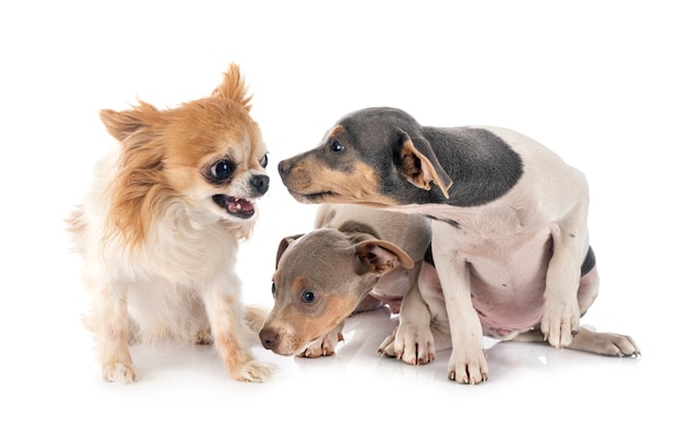 子犬のブラジルテリアとチワワ