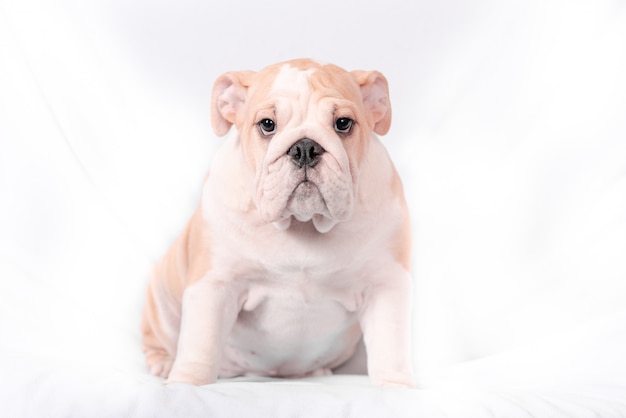 Puppy breed English bulldog on a white background. Isolate.