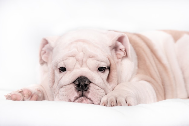 Puppy breed English bulldog on a white background. Isolate.