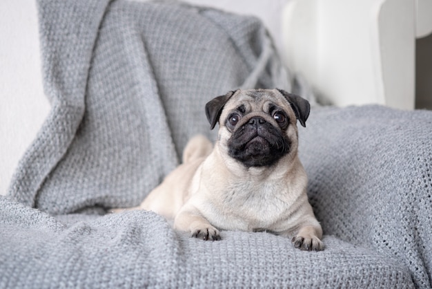 Puppy breed pug lying on the couch.