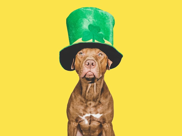 Puppy and a bright green leprechaun hat