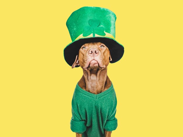 Puppy and a bright green leprechaun hat